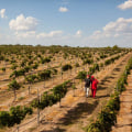 The Ins and Outs of Wine Tours in Harris County, Texas