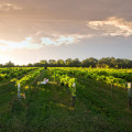 The Legal Drinking Age for Wine Tours in Harris County, Texas: What You Need to Know