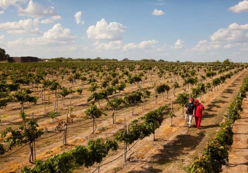 The Ultimate Guide to Planning a Wine Tour in Harris County, Texas