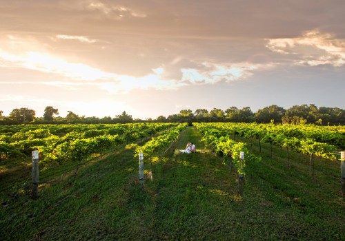 The Legal Drinking Age for Wine Tours in Harris County, Texas: What You Need to Know